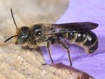 Chelostoma rapunculi
